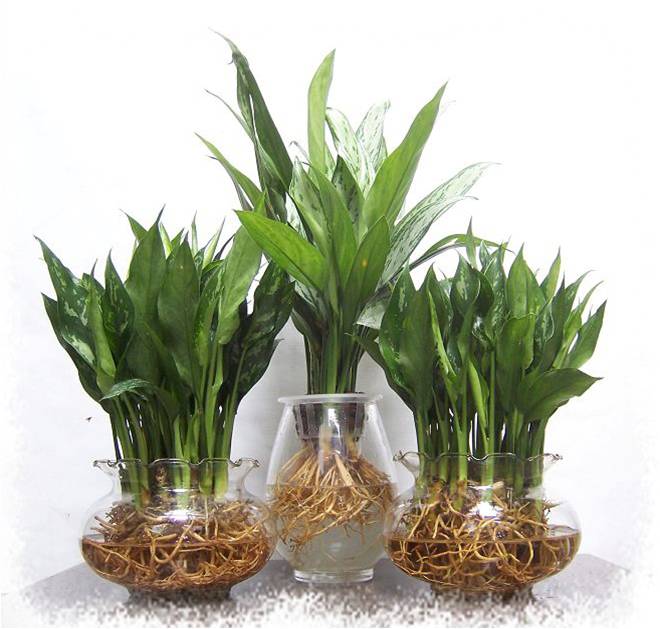 凈化室內空氣功效最顯著的植物