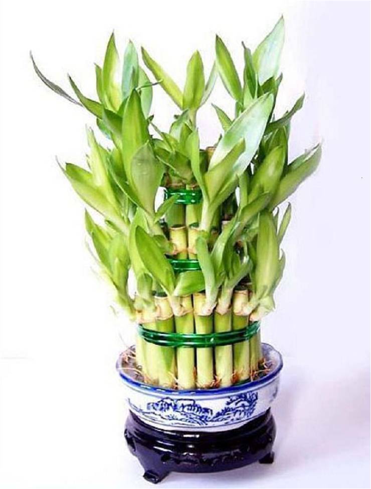 凈化室內空氣功效最顯著的植物